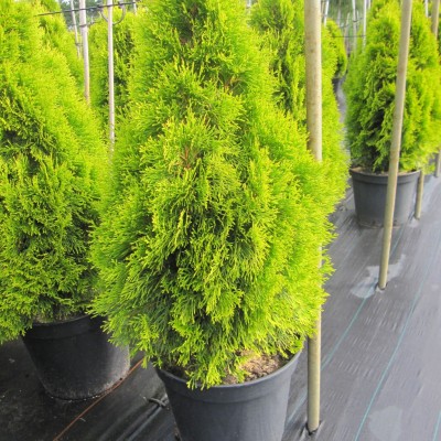 Thuja occidentalis Golden Smaragd C2